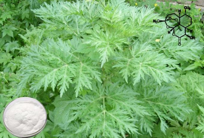 Reiner organischer Artemisia Annua Extrakt 99% Reinheit CAS 63968-64-9 2