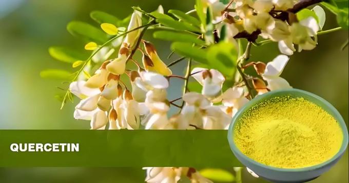 Pflanzenextrakt Quercetinpulver 98% Sophora Japonica Extrakt CAS 117-39-5 0